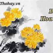 Hoa Cúc Vàng Trong Bão Tập Cuối